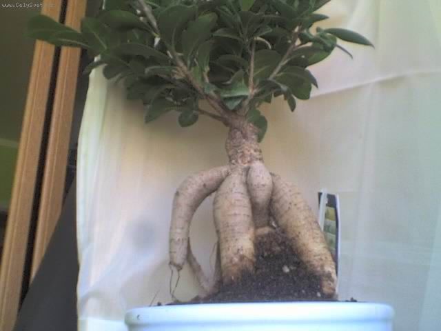 Foto: bonsaj ficus ginseng-Dobr� den dostala jsem bonsaj Ficus Ginseng,vubec nev�m jak se o n�j starat