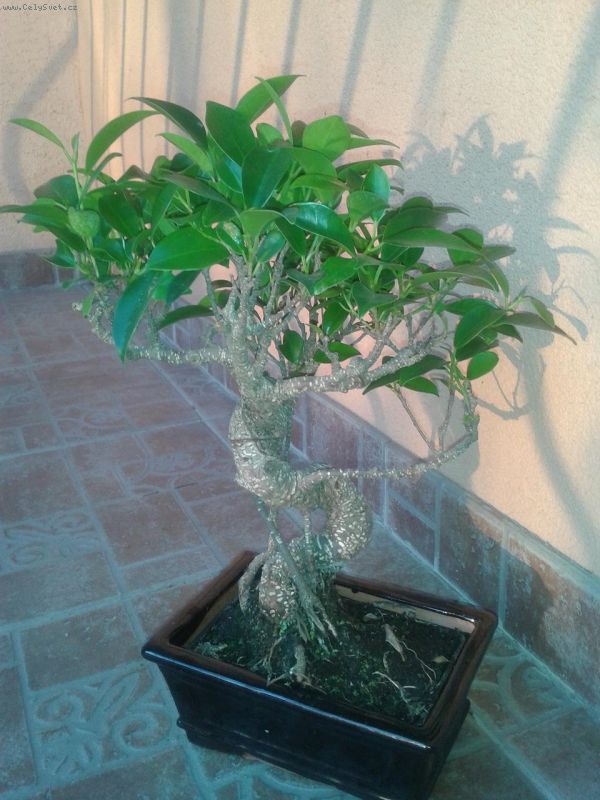 Foto: bonsai ficus-Dobry den, potreboval by som poradit od skuseneho pestovatela bonsaiov. Nie