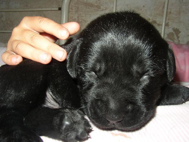 Fotky: Labradorsk� retr�vr (foto, obrazky)