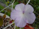 Pokojov rostliny:  > Achimenes, Honzk, Kivtka (Achimenes)