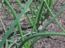 Pokojov rostliny:  > Cibule zimn - seka (Allium fistulosum L.)
