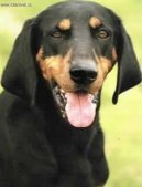 :  > Rakousk krtkosrst honi (Austrian Black and Tan Hound)