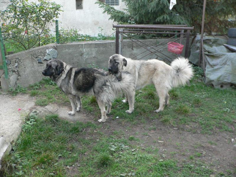 Foto: Baryk a Bessy