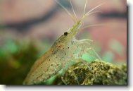 Fotosout�: Japonica