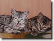 Fotosout�: Kry�p�nek a Kordulka.