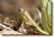 Fotosout�: Pohled zv�dav�ho ml�d�te