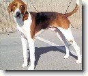 Americk� foxhound
