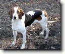 Americk� foxhound