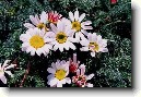 Anacyclus depressus