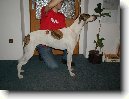 Ma�arsk� chrt