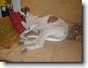 Ma�arsk� chrt