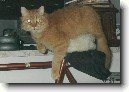 Selkirk-rex