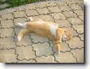Selkirk-rex