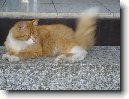 Selkirk-rex