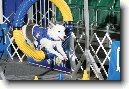 Agility, ��d agility �esk� Republiky