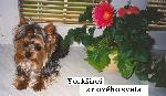 Chovatelska stanice ps�: Z NOV�HO SV�TA